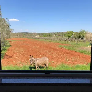 Bodi Rovigno